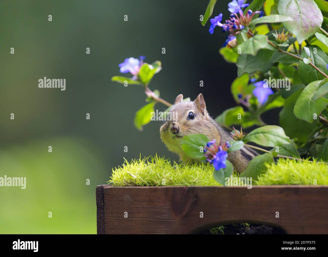 An Eastern chipmunk peeking out of some flowers Stock Photo