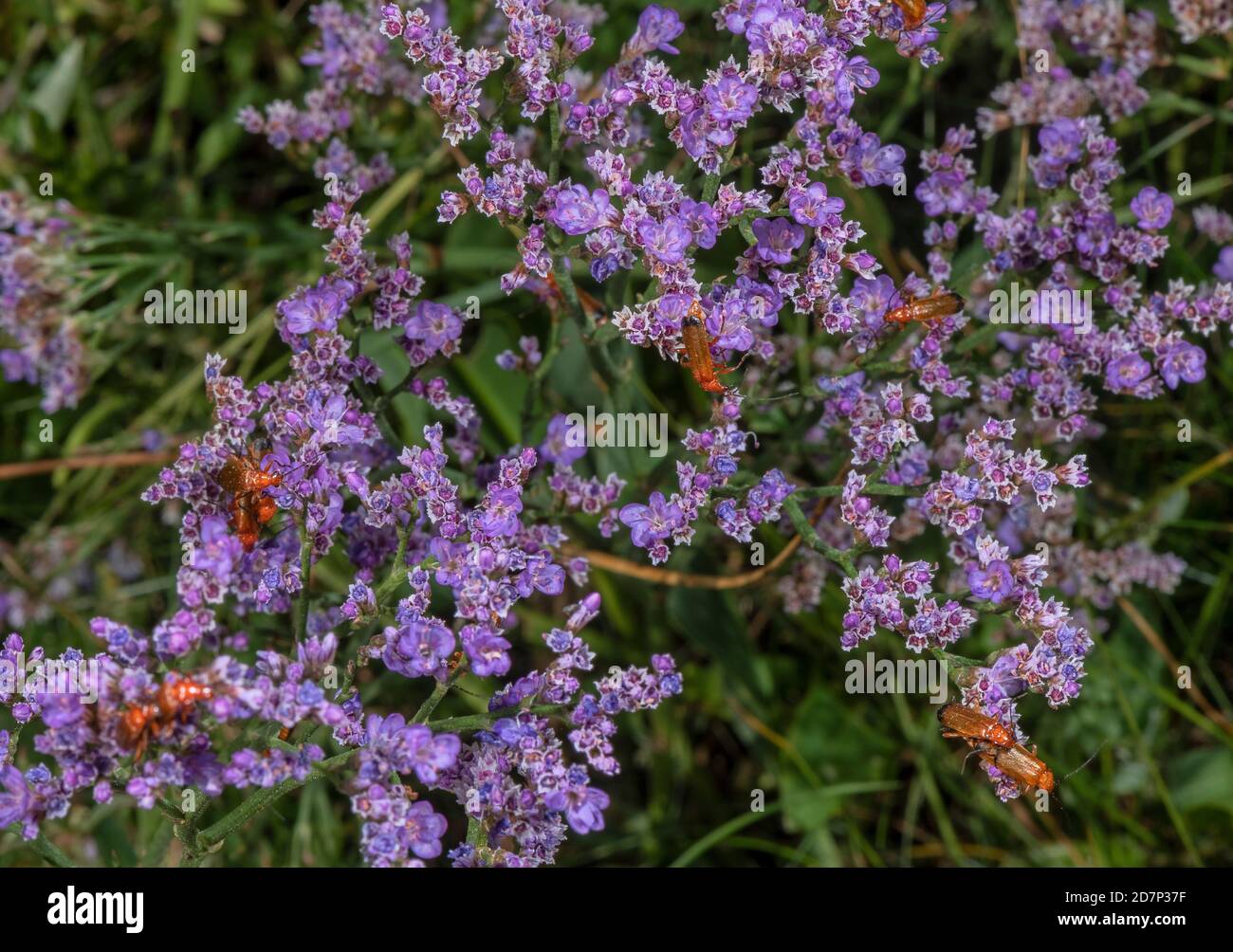 Common Red Soldier Beetle feeding on Common Sea-Lavender, Limonium vulgare, in upper saltmarsh, Poole Harbour. Stock Photo