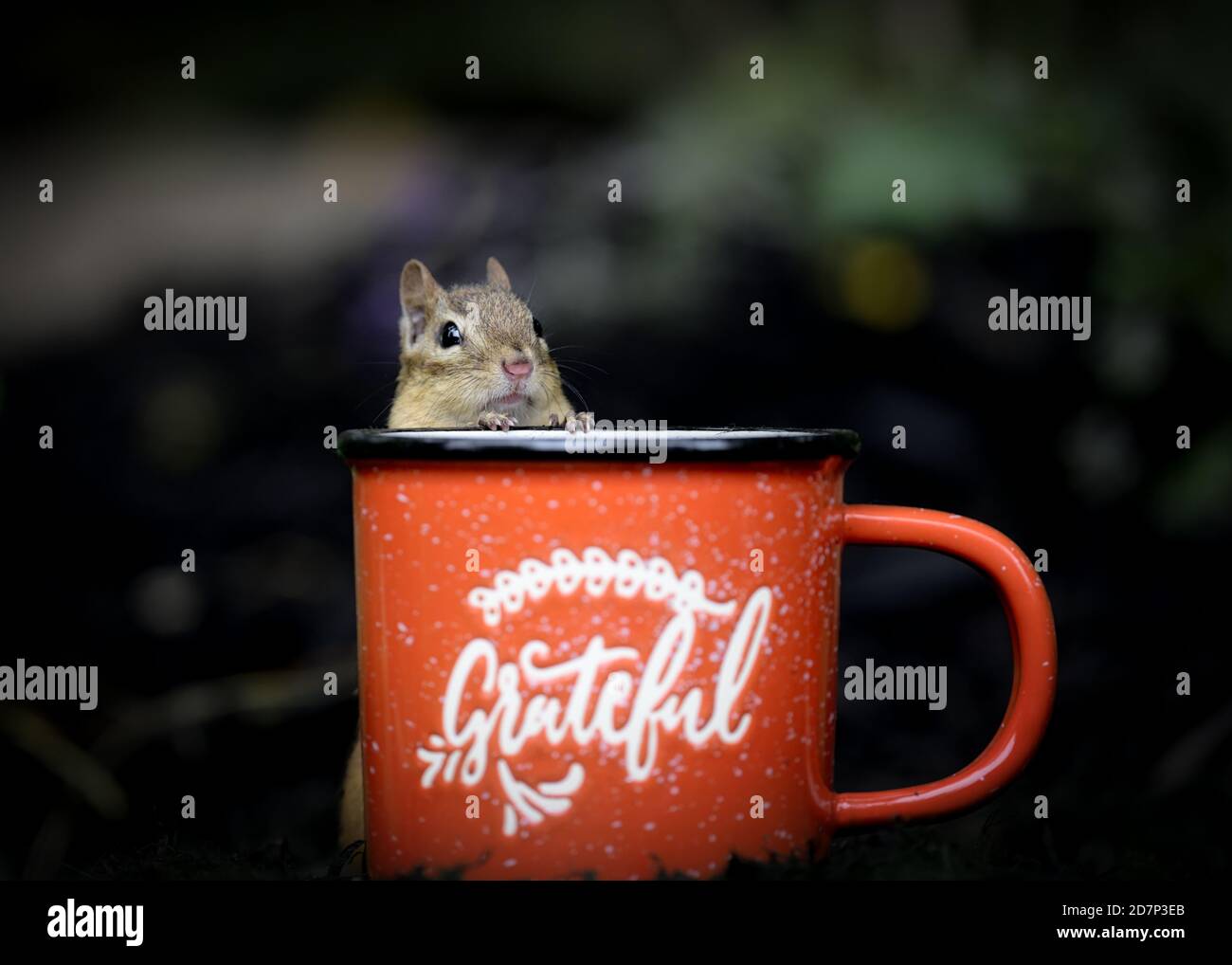 An Eastern chipmunk in a mug eating peanuts Stock Photo