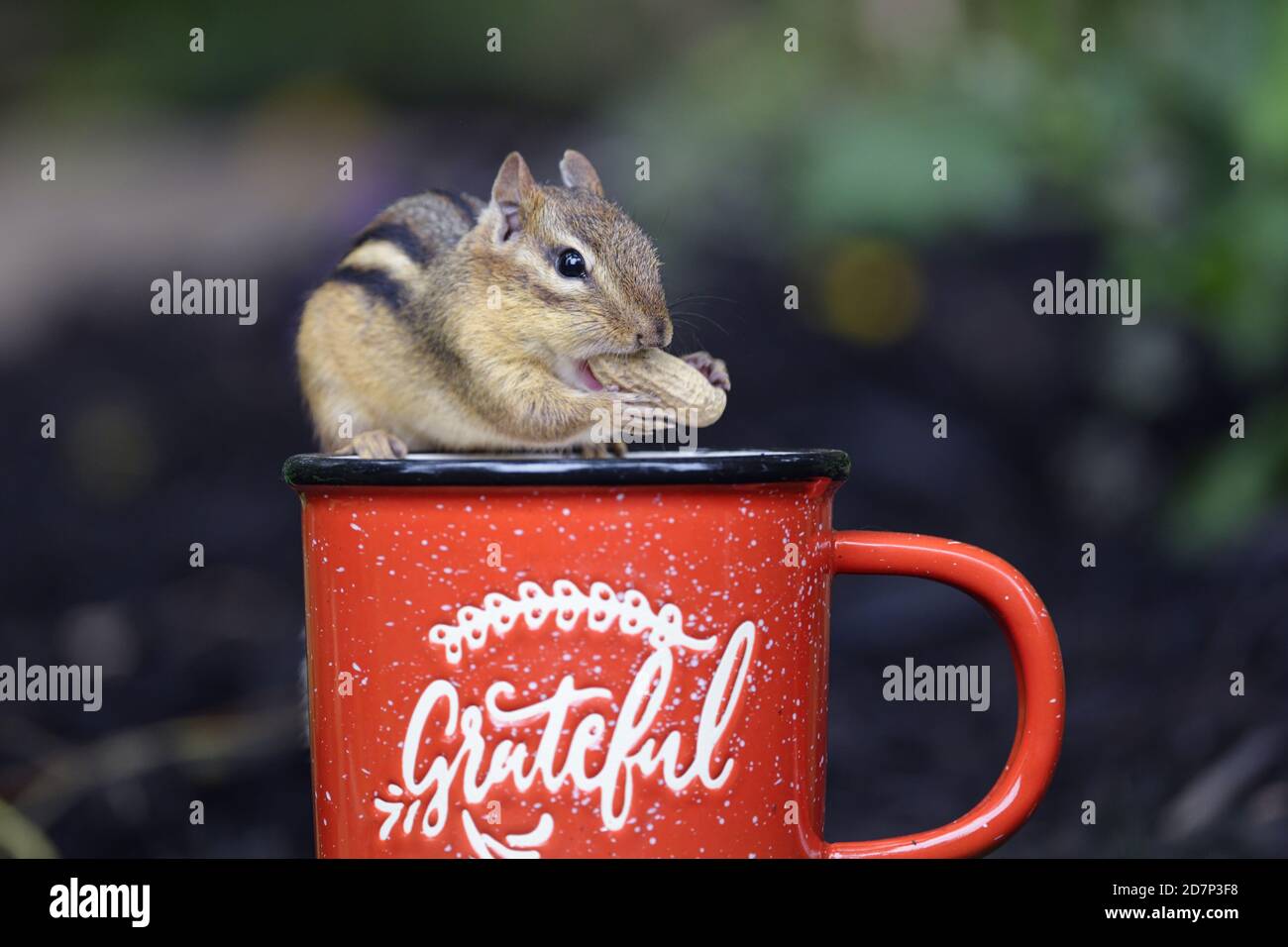 An Eastern chipmunk in a mug eating peanuts Stock Photo