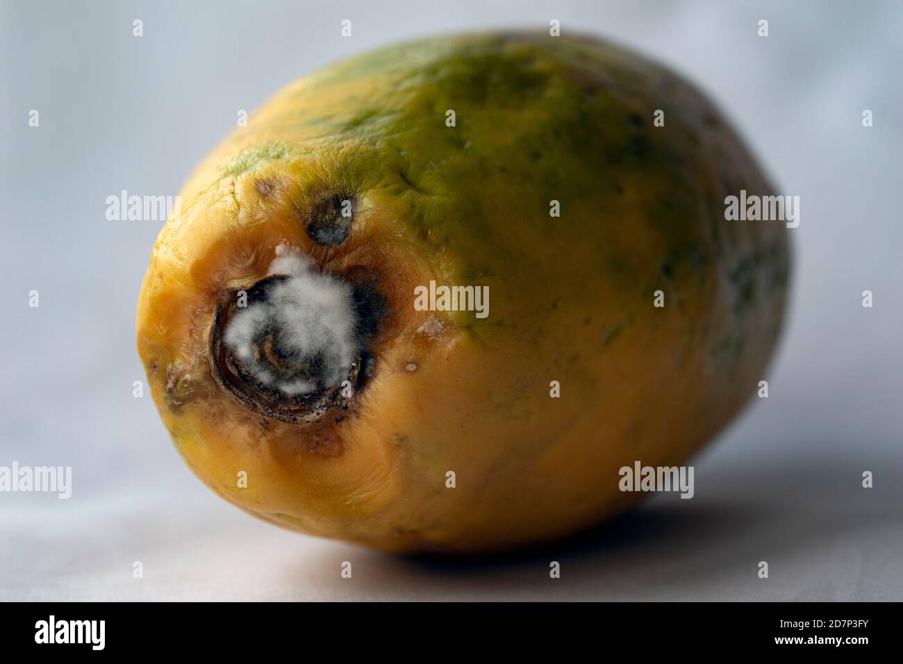 Papaya fruit with mold isolated on white Stock Photo