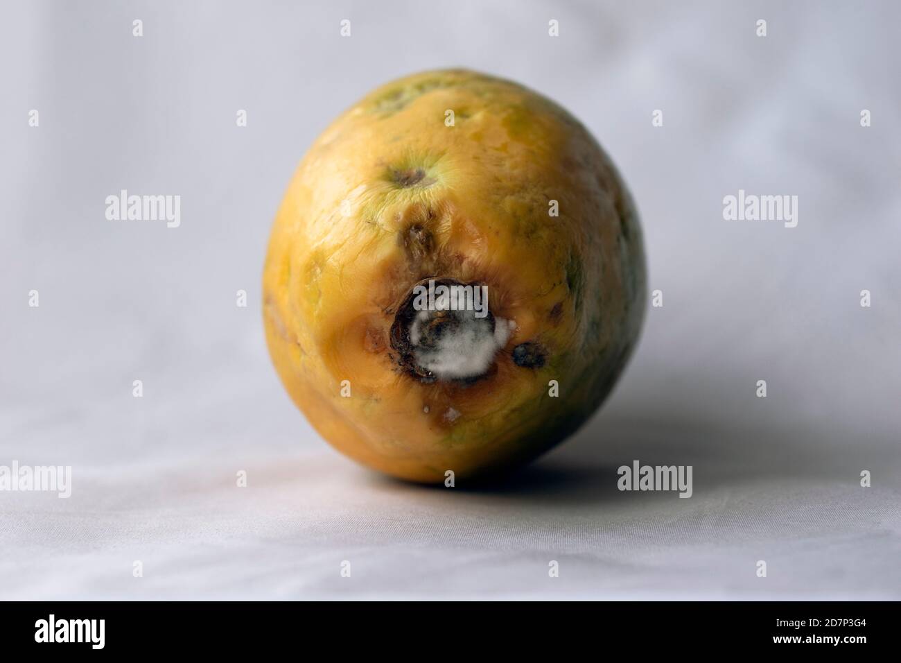 Papaya fruit with mold isolated on white Stock Photo