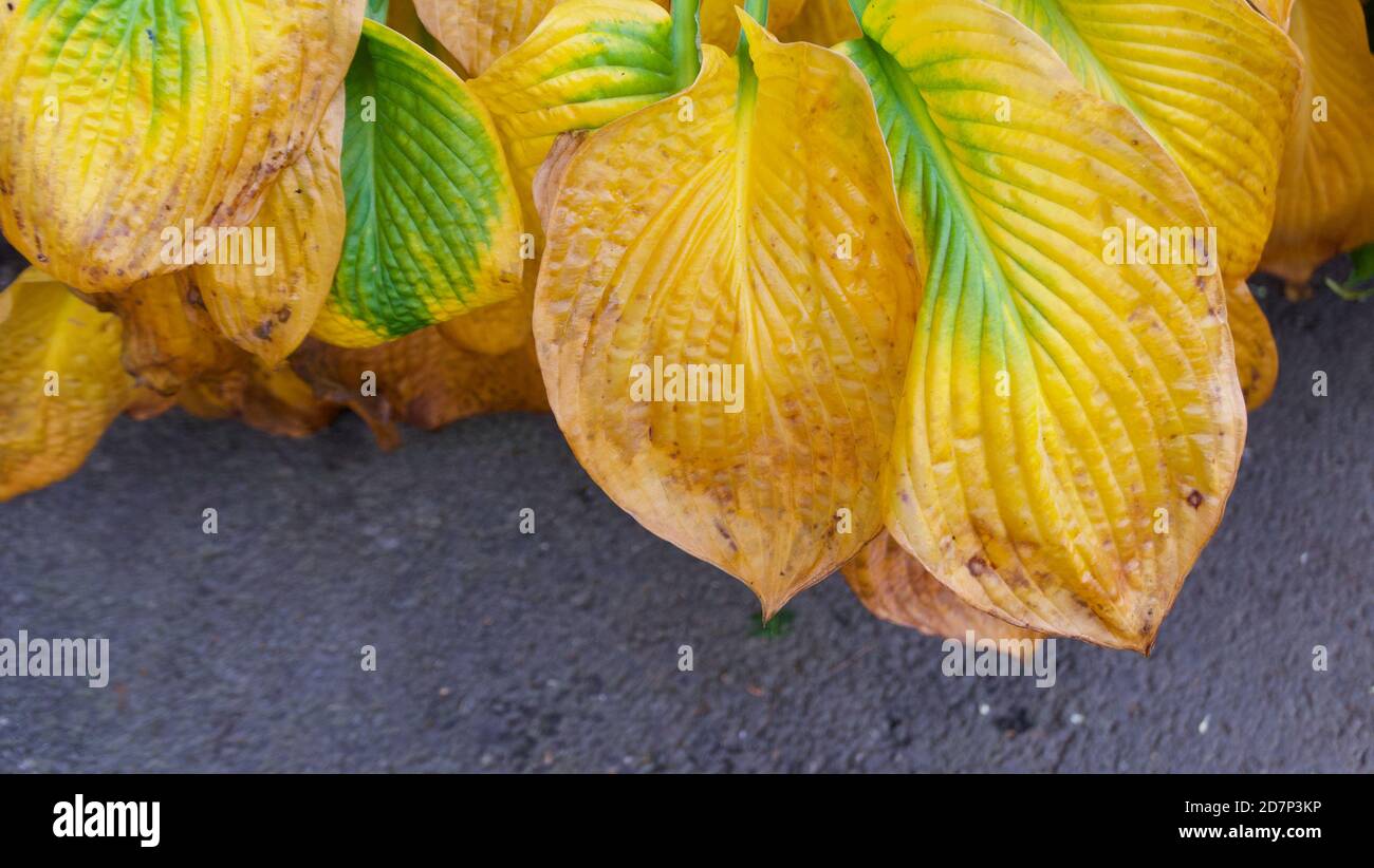 Yellowing hosta leaves in fall with copy space below foliage Stock