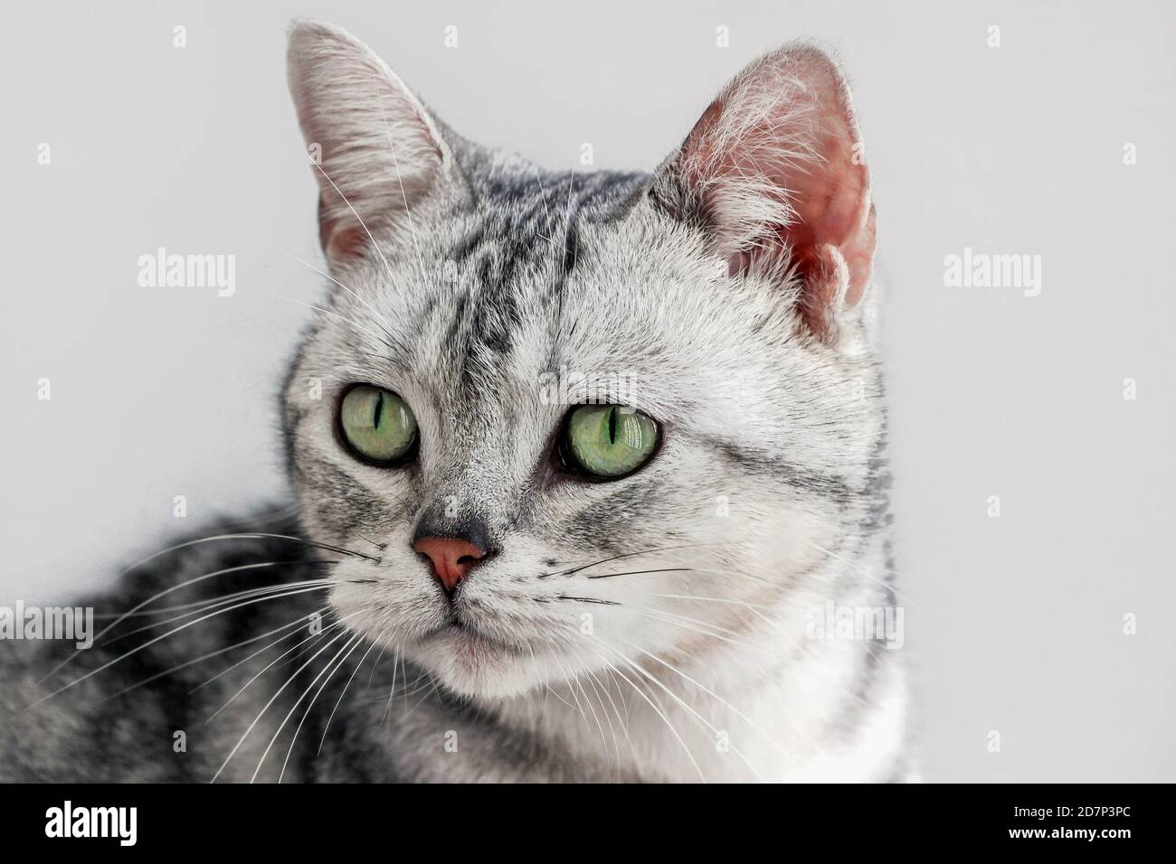 close up of American shorthair silver tabby cat Stock Photo - Alamy
