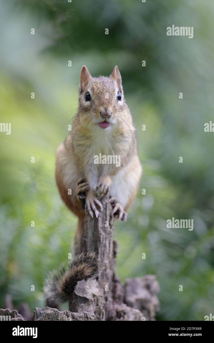An Eastern chipmunk resting on a tree trunk in the summer Stock Photo