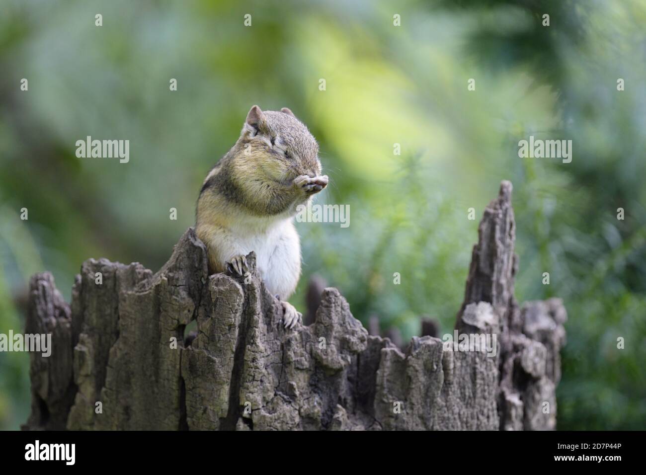 An Eastern chipmunk grooming himself on a tree trunk Stock Photo
