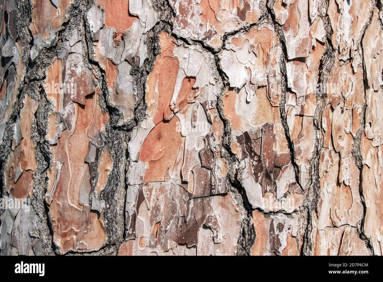 orange pattern on Platanus orientalis tree bark Stock Photo