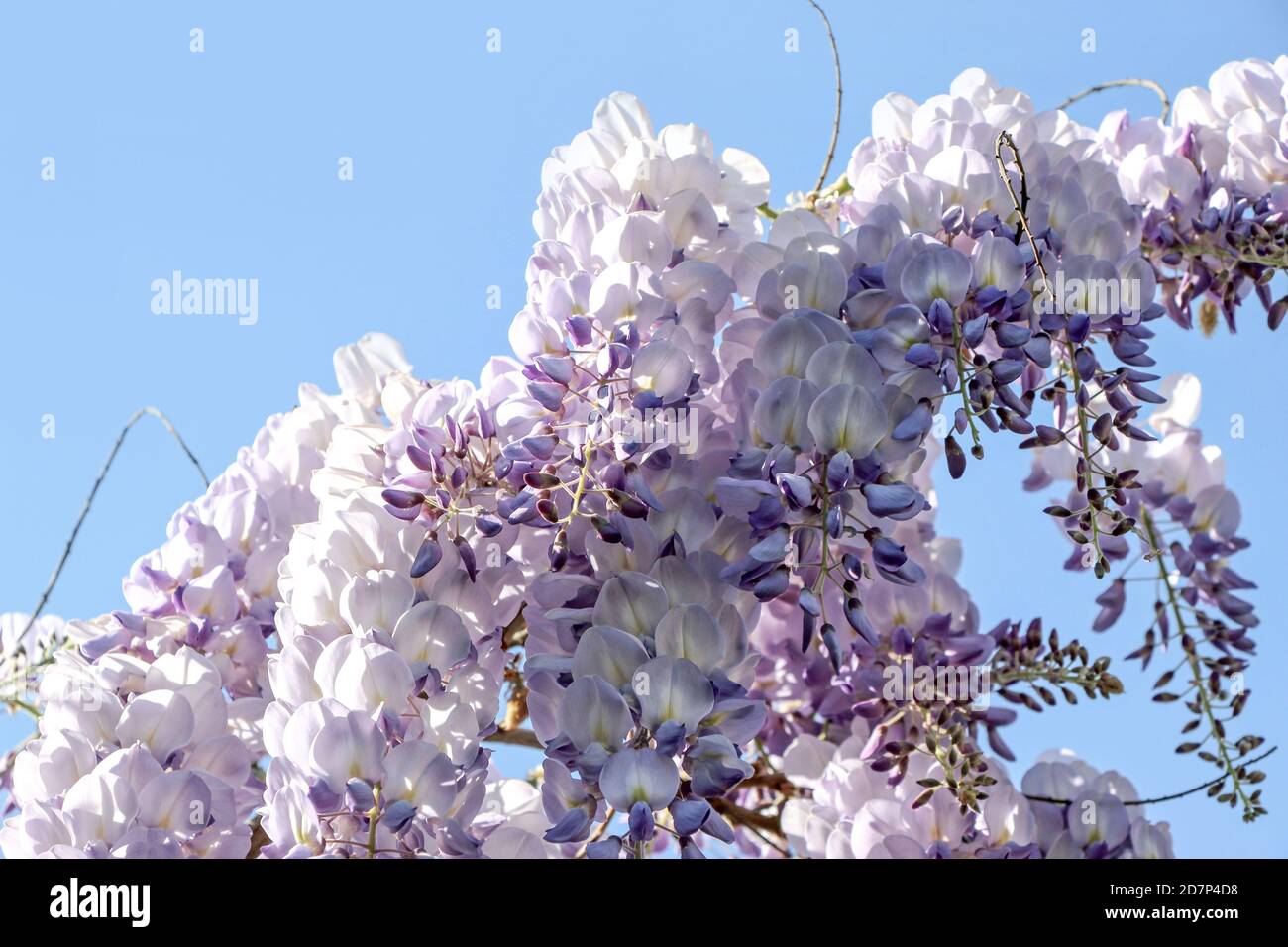 Wisteria sinensis flower bud hires stock photography and images Alamy