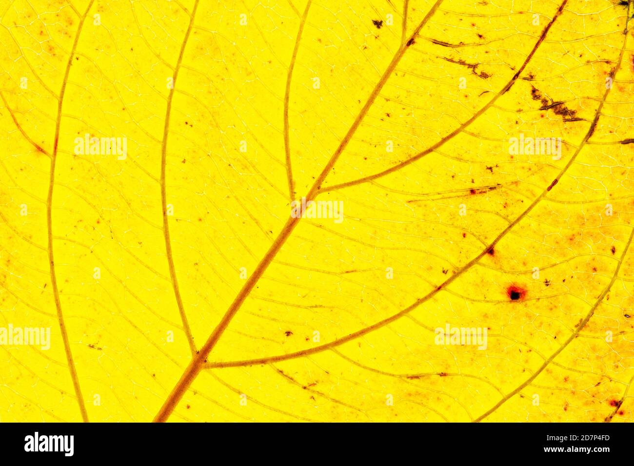 Texture of a yellow colorful autumn leaf use as natural abstract background. Cell structure. Detail nature. Stock Photo