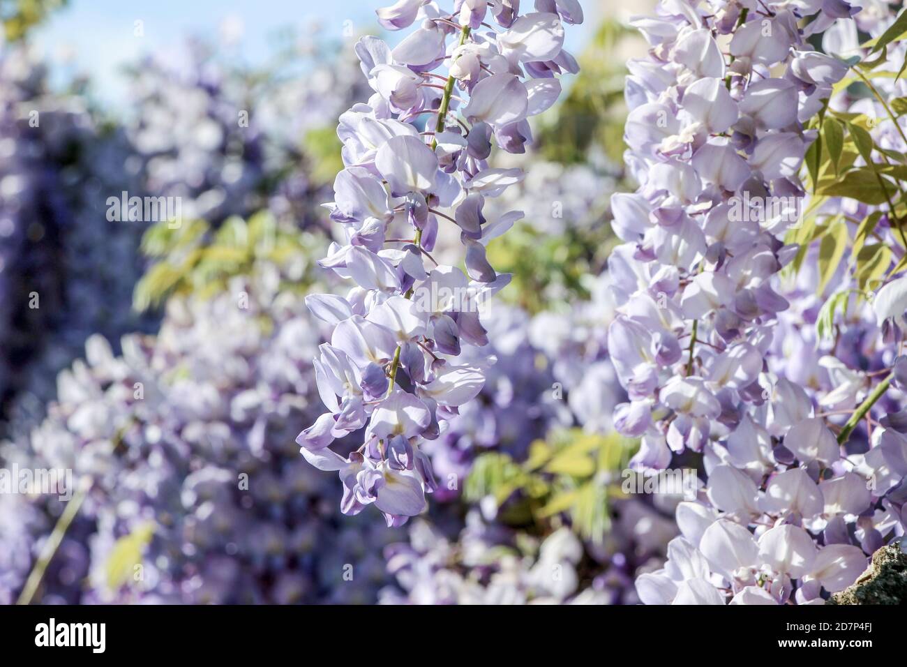 Wisteria sinensis flower bud hires stock photography and images Alamy