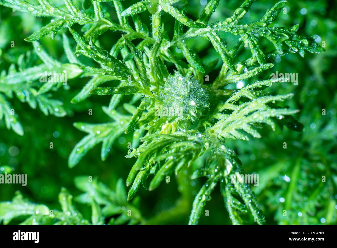 Leaves green vegetation close hi-res stock photography and images - Alamy