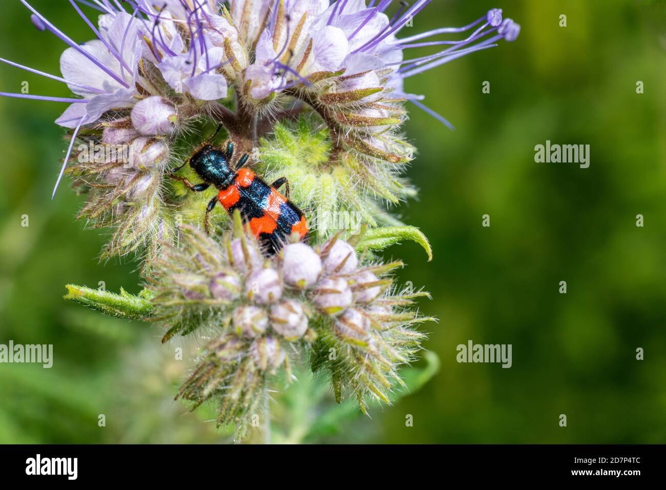Bee beetle (Trichodes apiarius) on a flower Stock Photo