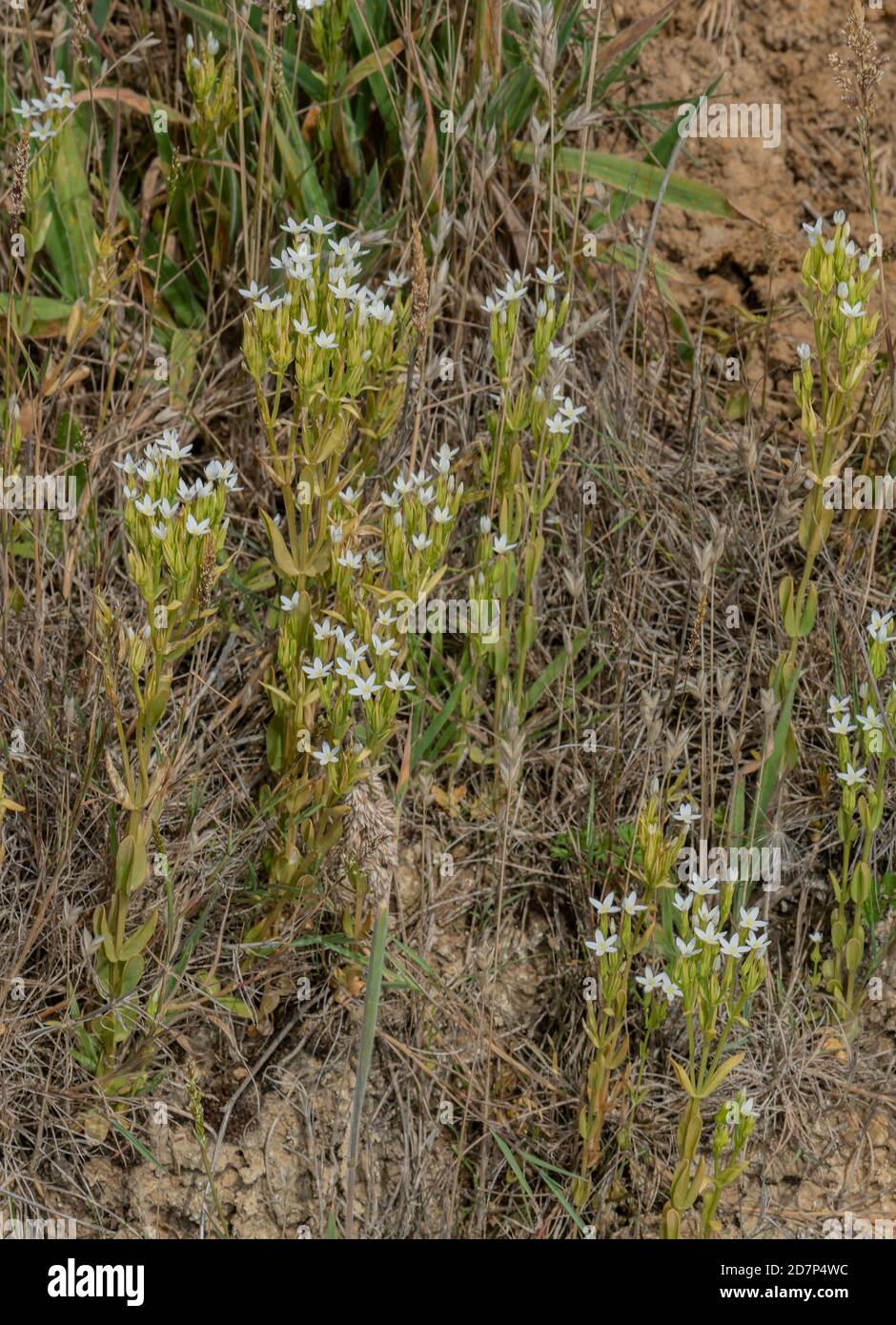 Slender centaury, Centaurium tenuiflorum ssp. anglicum, white form on the undercliffs of West Dorset. Very rare in UK. Stock Photo