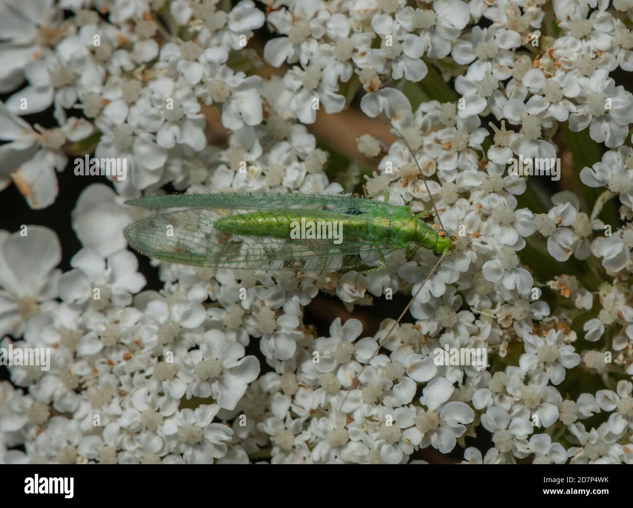 Common Green Lacewing, Chrysoperla carnea, feeding on Wild Carrot flowers. Stock Photo