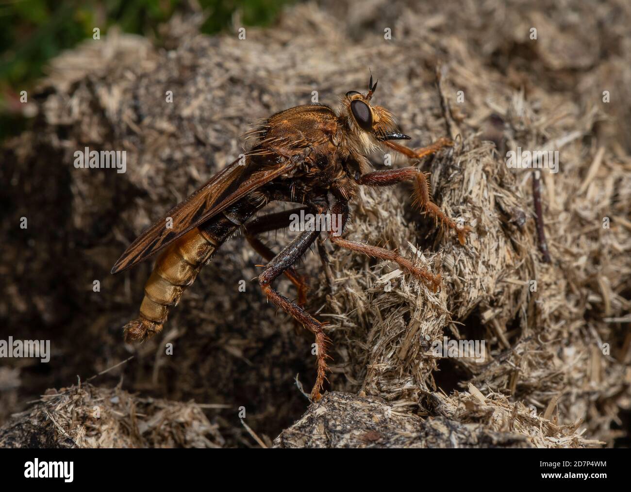 Male Hornet robberfly, Asilus crabroniformis, perched on dung heap in grassy heathland, Dorset. Stock Photo