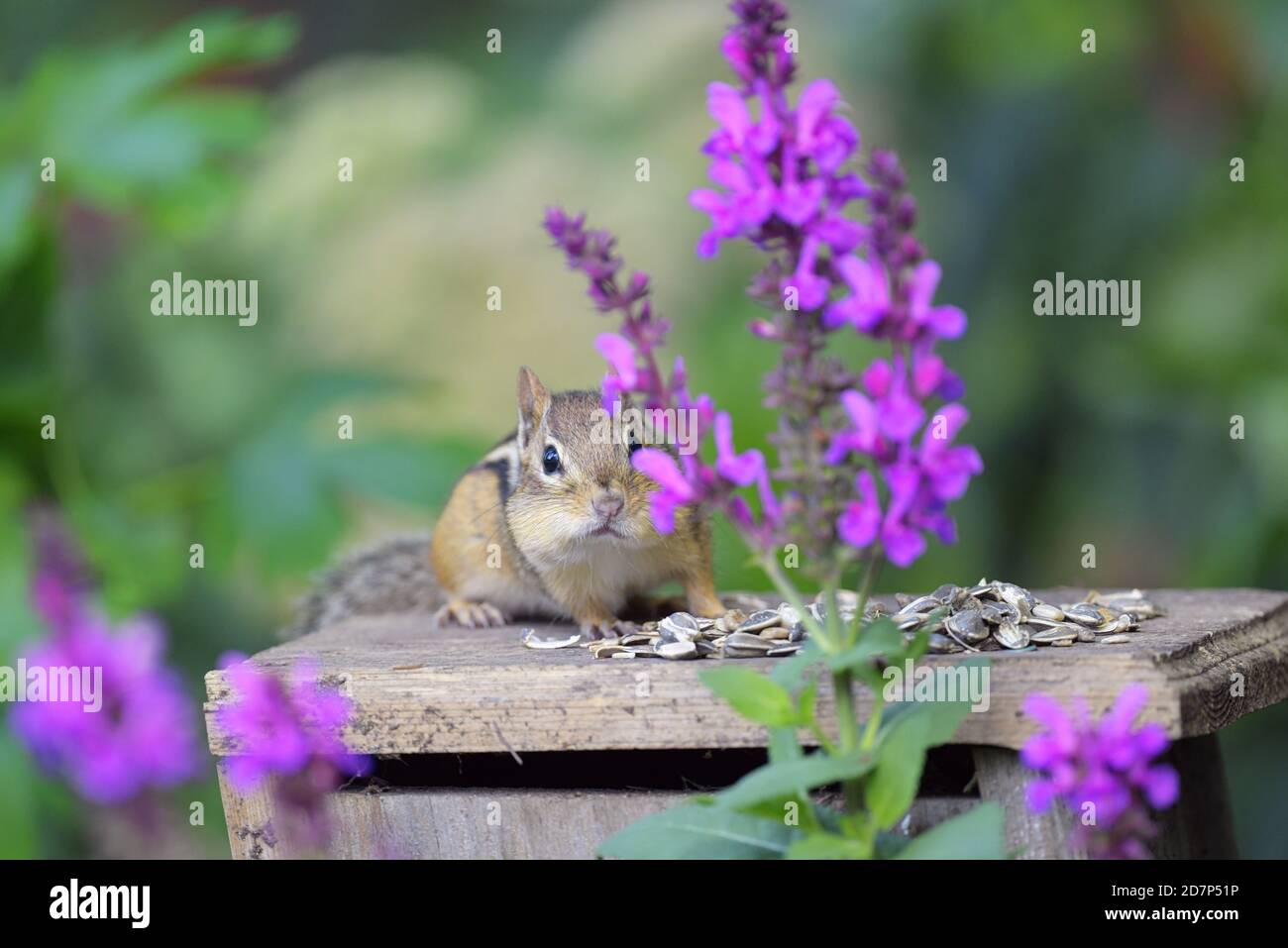 An Eastern Chipmunk among flowers eating seeds Stock Photo Alamy