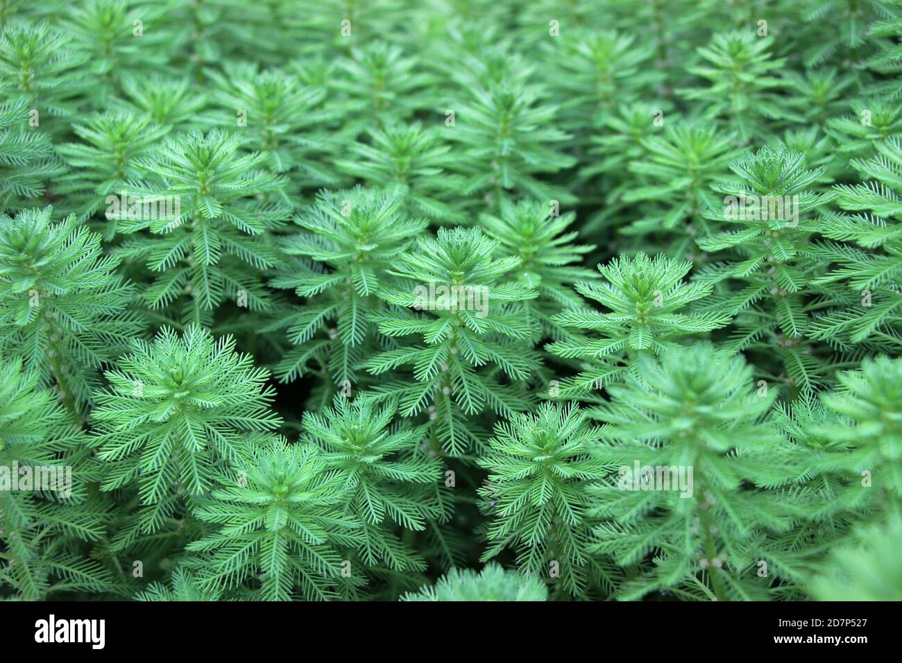 green whorled watermilfoil plants (Myriophyllum verticillatum) in garden Stock Photo