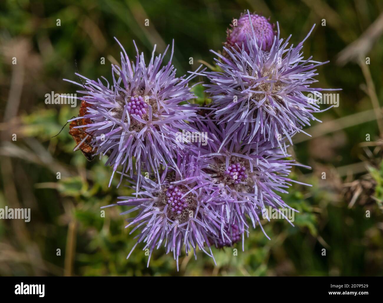 Creeping thistle, Cirsium arvense, in full flower. Widespread weed. Stock Photo