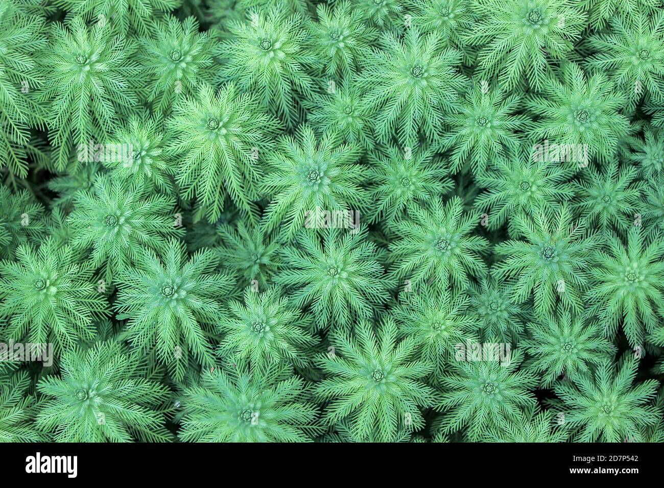 green whorled watermilfoil plants (Myriophyllum verticillatum) in garden Stock Photo