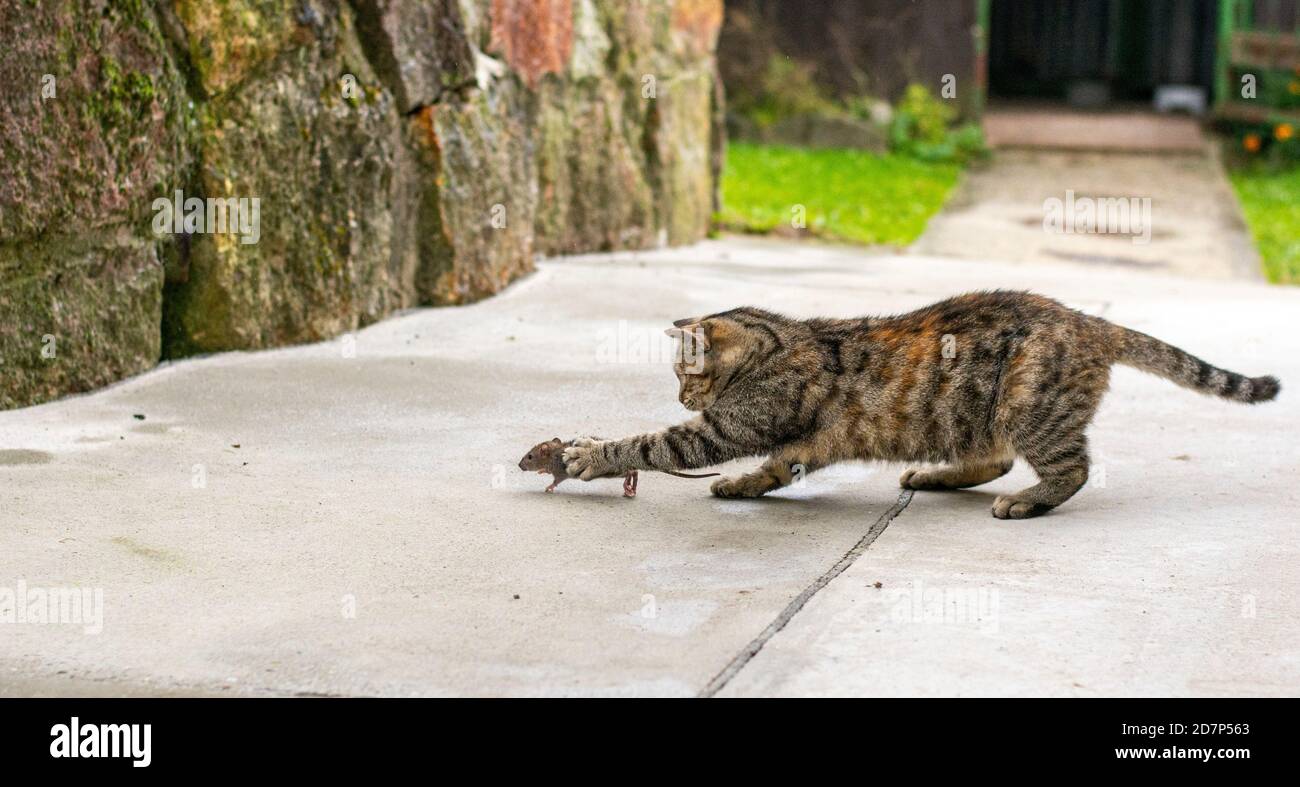 Grey stripped cat hunting the mouse. Young cat catching a mouse. Stock Photo