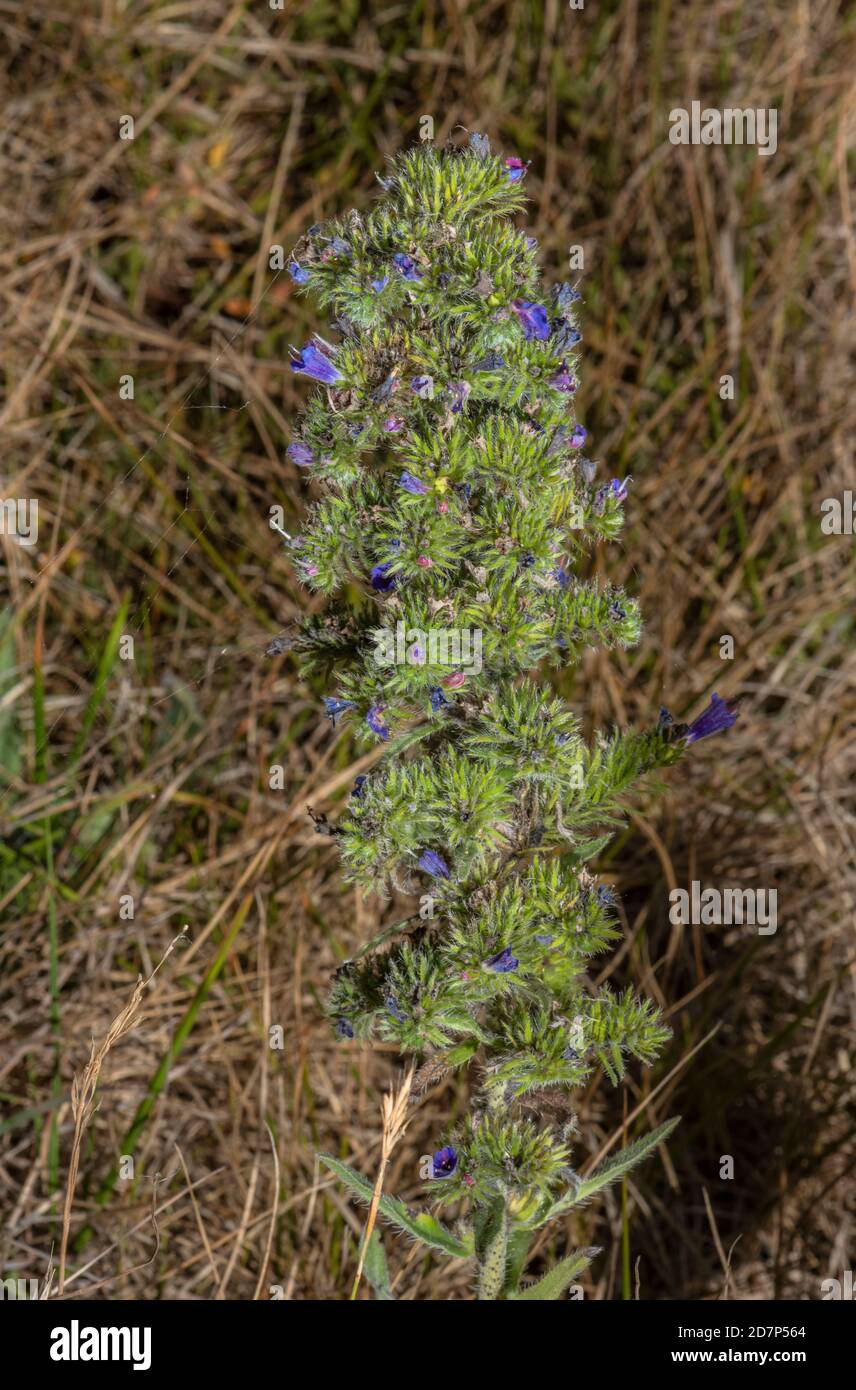 Viper's bugloss, Echium vulgare, infected with Aceria echii, eriophyid mites, altering the form of the plant. Dorset coast. Stock Photo