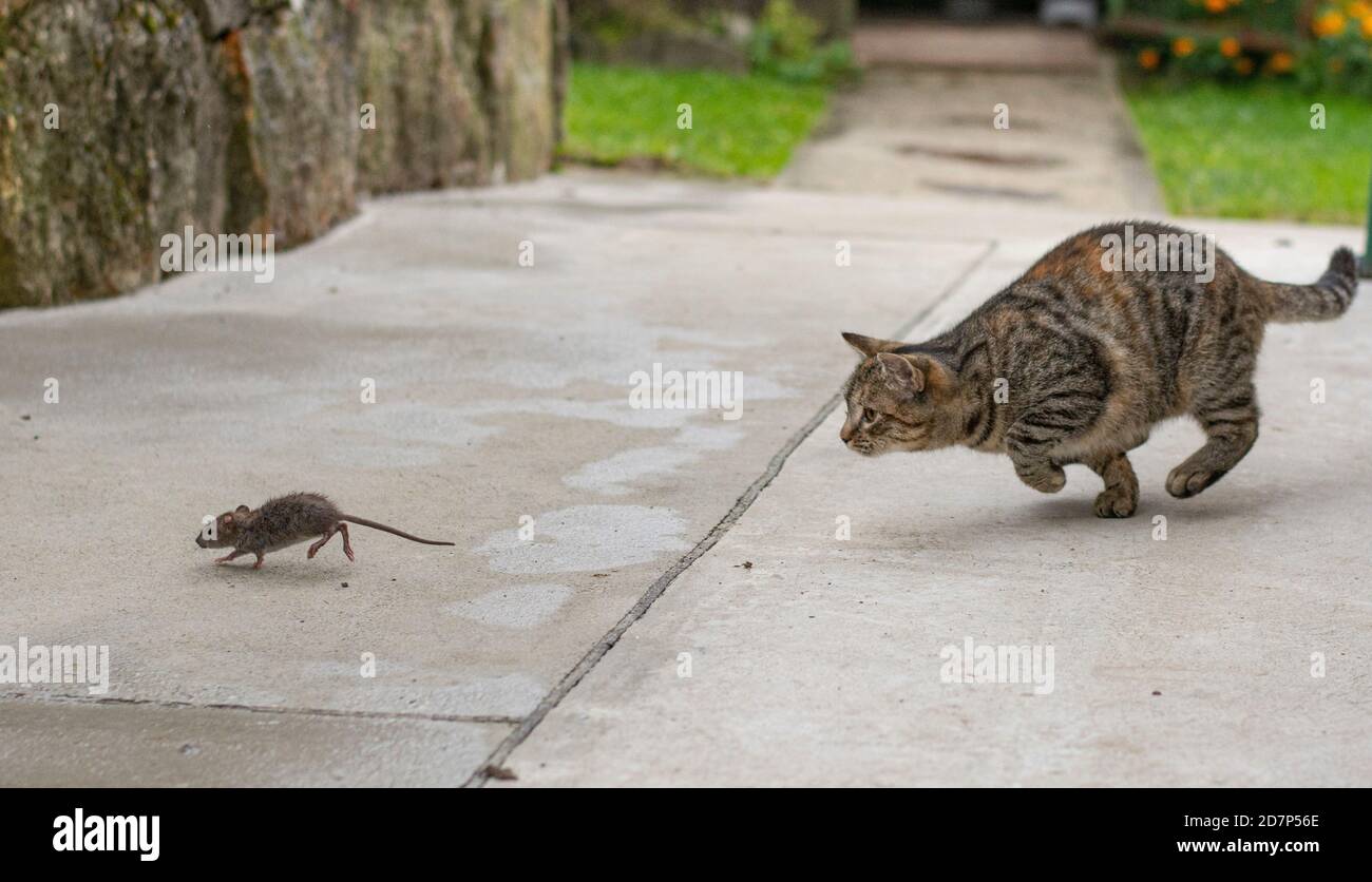 Grey stripped cat hunting the mouse. Young cat catching a mouse. Stock Photo