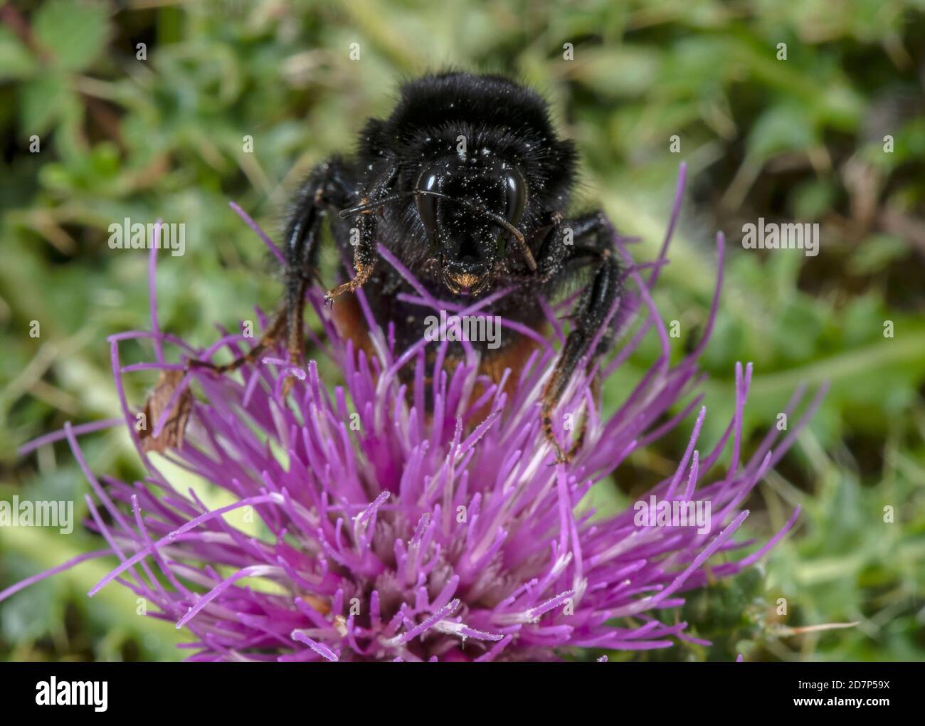 Front view of Red-tailed Bumble-bee, Bombus lapidarius, feeding on Stemless Thistle on chalk grassland. Stock Photo