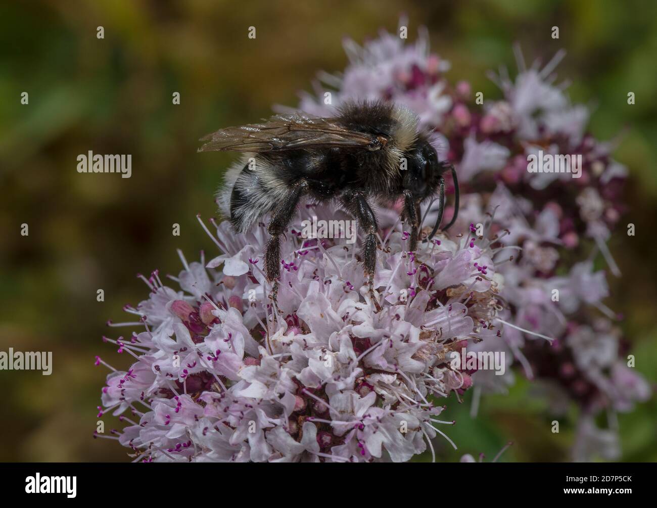 Male Field cuckoo bumblebee, Bombus campestris, feeding on Marjoram flowers. Chalk grassland, Hants. Social parasite on Carder Bees. Stock Photo