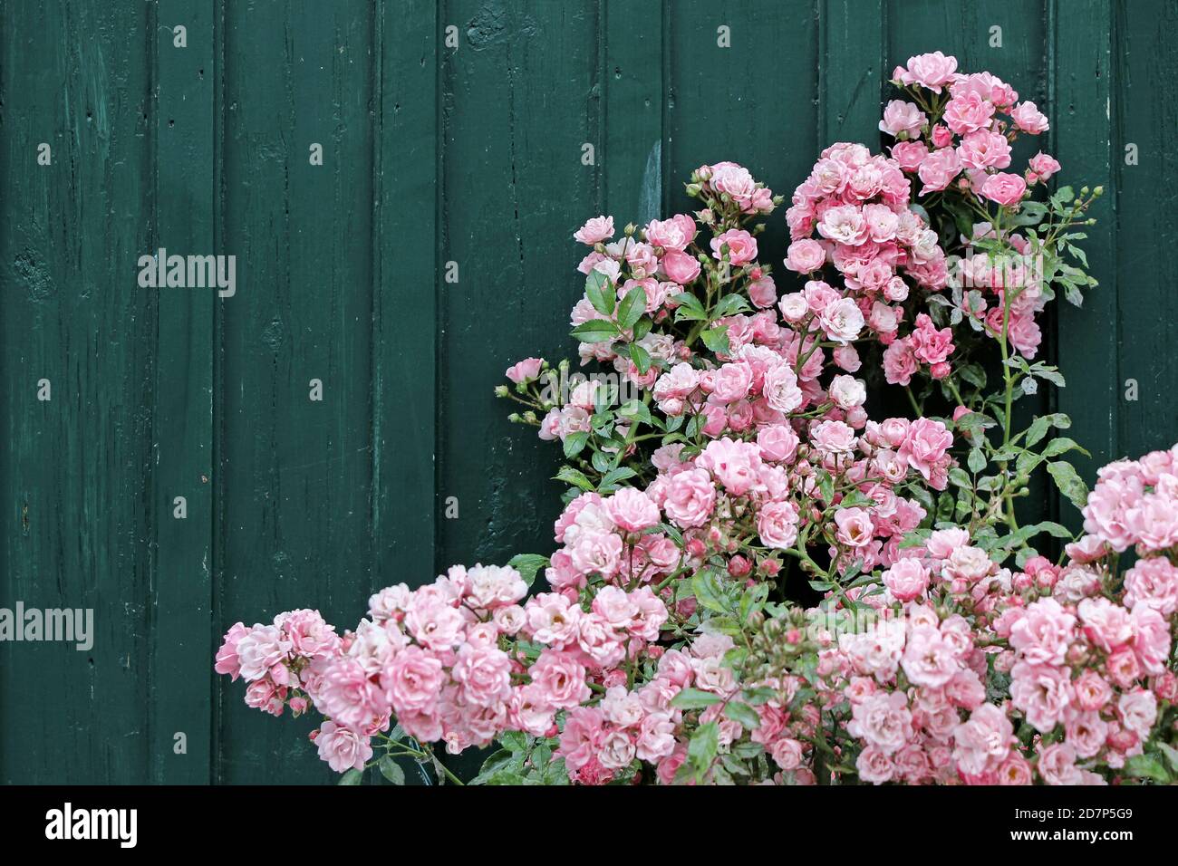 pink rose bushes with dark green wall in garden Stock Photo - Alamy, image size:1300x956