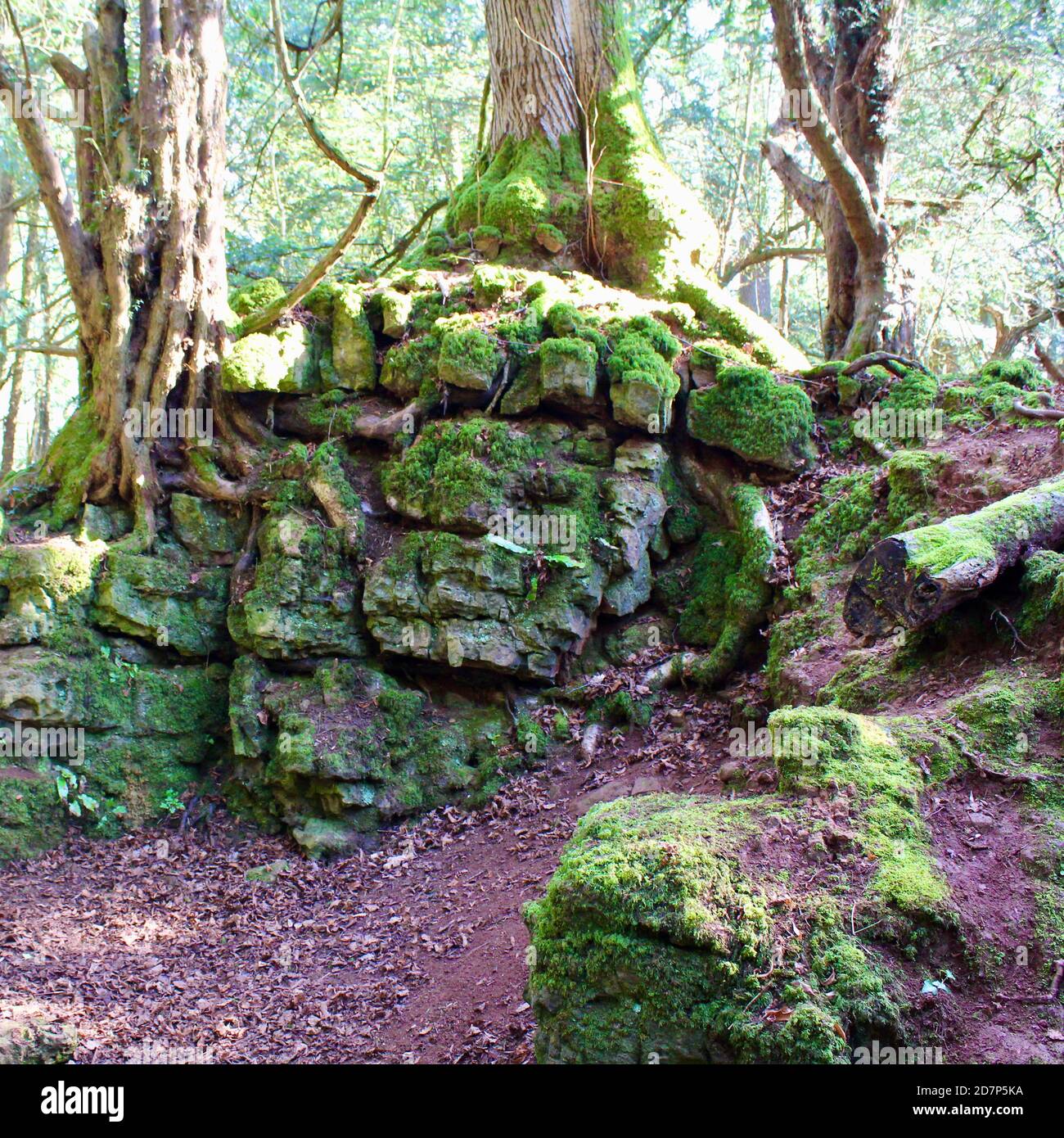 Ancient Yew Tree burrows Through Limestone close to the Dvils's Pulpit in the Wye Valley. Stock Photo