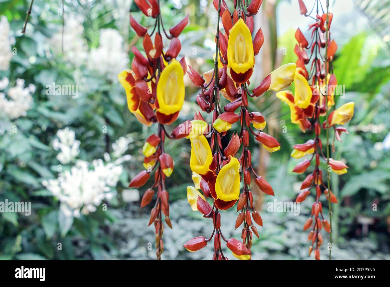 Thunbergia Mysorensis plant with orange flower hanging in garden Stock  Photo - Alamy