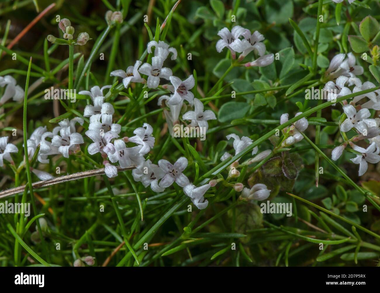 Squinancywort, Asperula cynanchica, in flower in chalk downland, Hampshire. Stock Photo