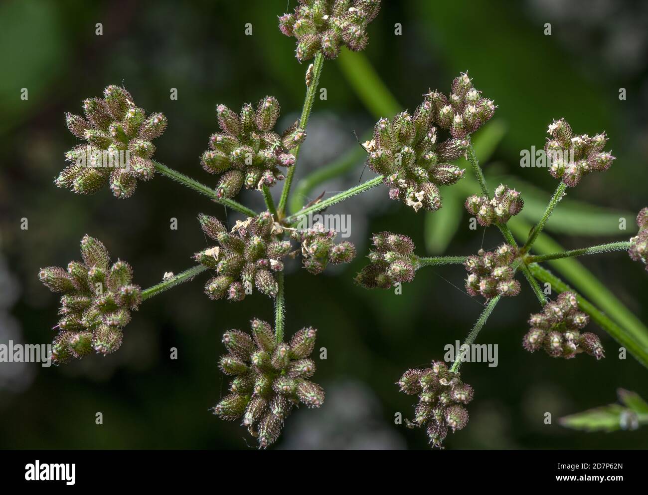 Upright hedge-parsley, Torilis japonica, in fruit, in late summer hedgerow. Stock Photo
