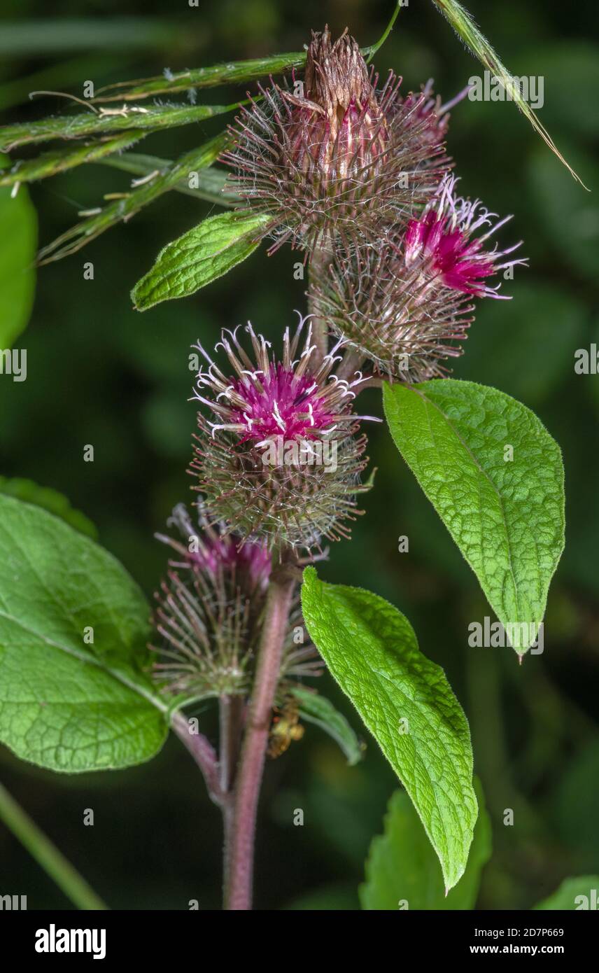 Lesser burdock, Arctium minus, in flower on woodland edge, Hants. Stock Photo