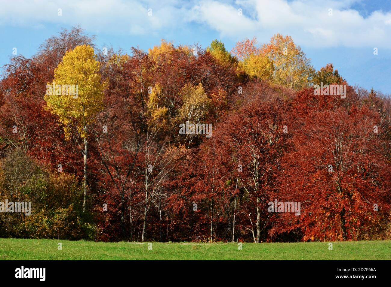 the beautiful bright colors of the autumn forest Stock Photo - Alamy