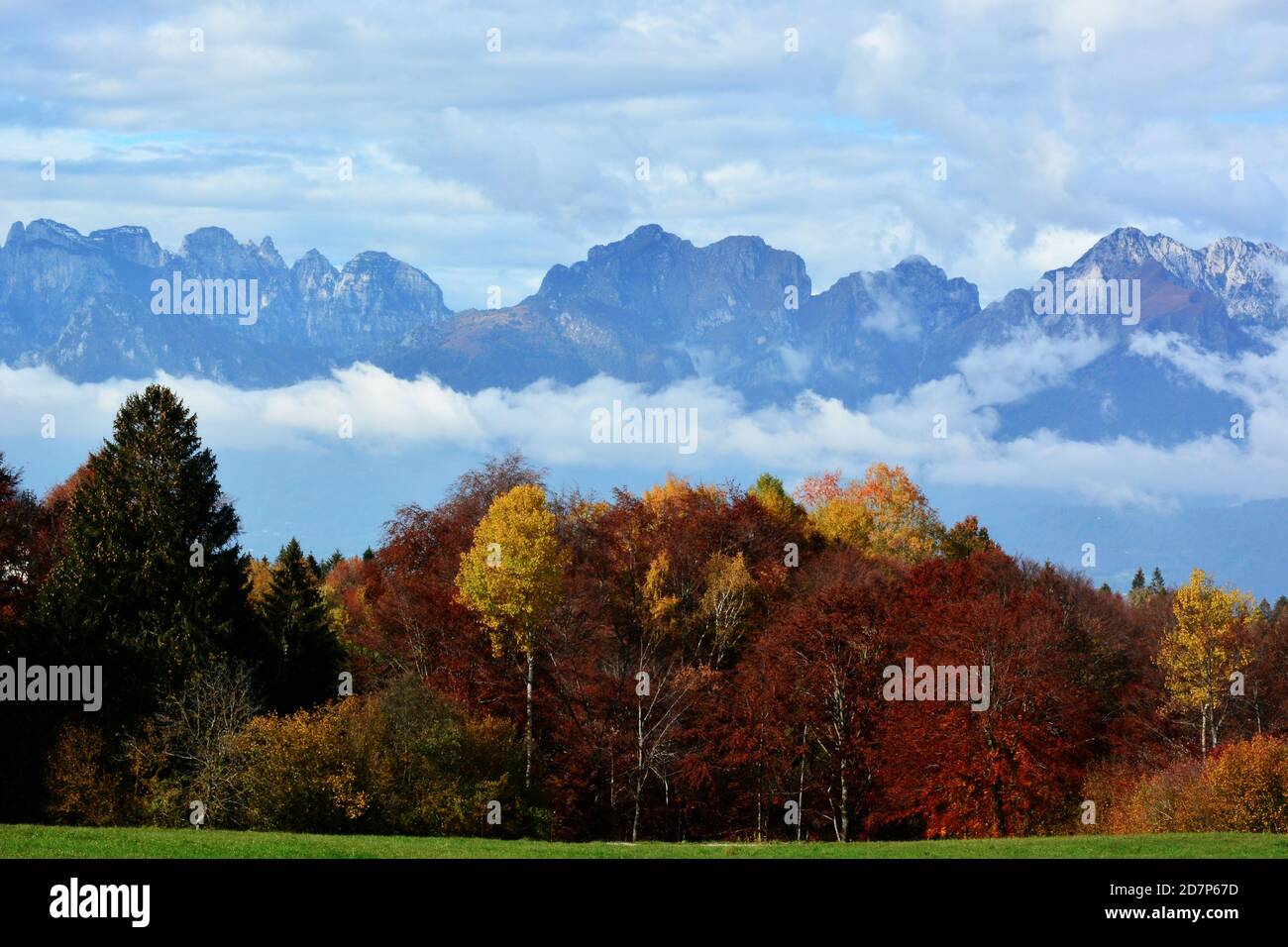 the beautiful bright colors of the autumn forest Stock Photo - Alamy