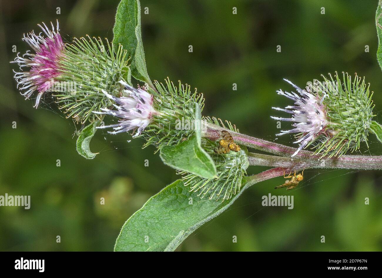 Banded Burdock Fly, Terellia tussilaginis, a picture-winged gall-fly on Lesser burdock. Stock Photo