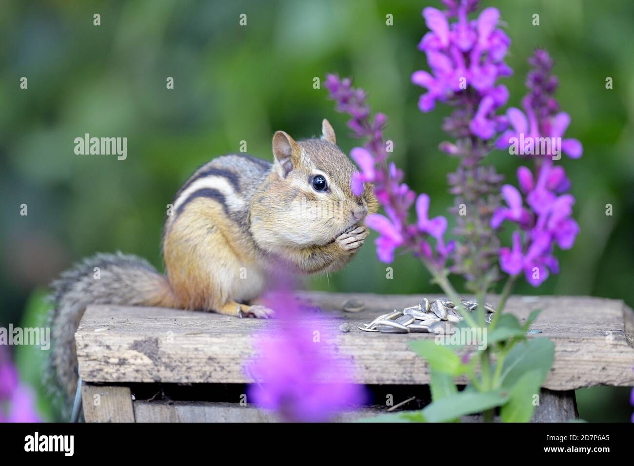 An Eastern Chipmunk among flowers eating seeds Stock Photo