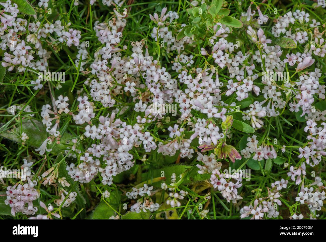 Squinancywort, Asperula cynanchica, in flower in chalk downland, Wiltshire. Stock Photo