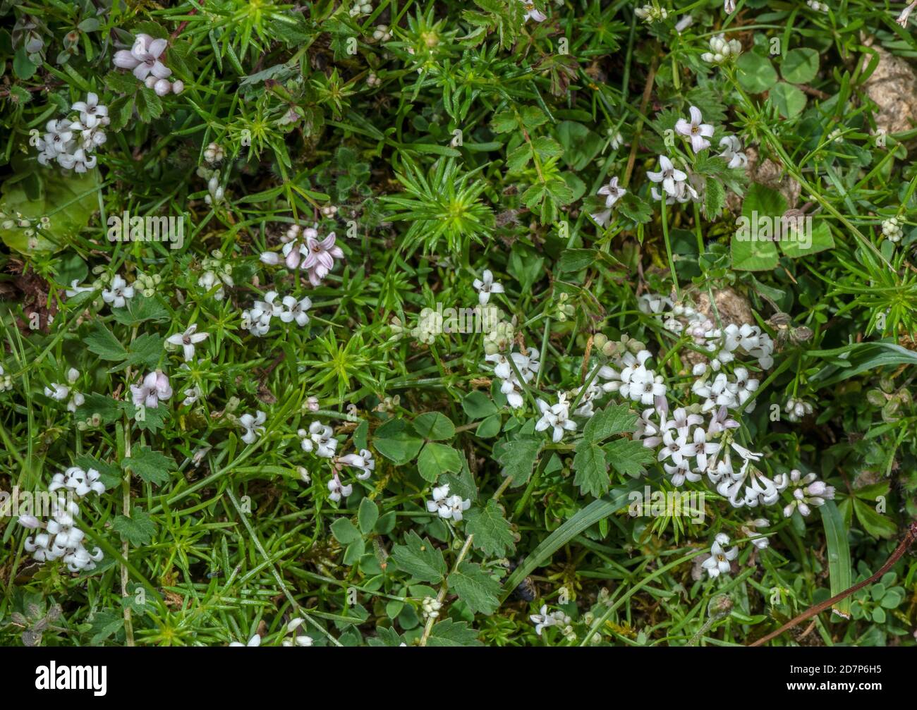 Squinancywort, Asperula cynanchica, in flower in chalk downland, Wiltshire. Stock Photo