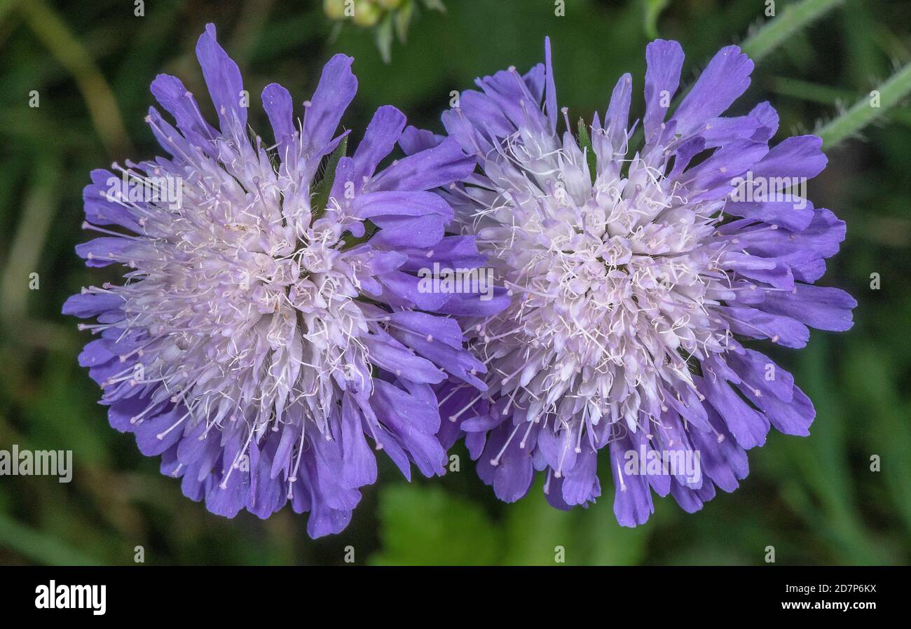 Field scabious, Knautia arvensis, flowers in chalk grassland, Salisbury Plain, Wiltshire. Stock Photo