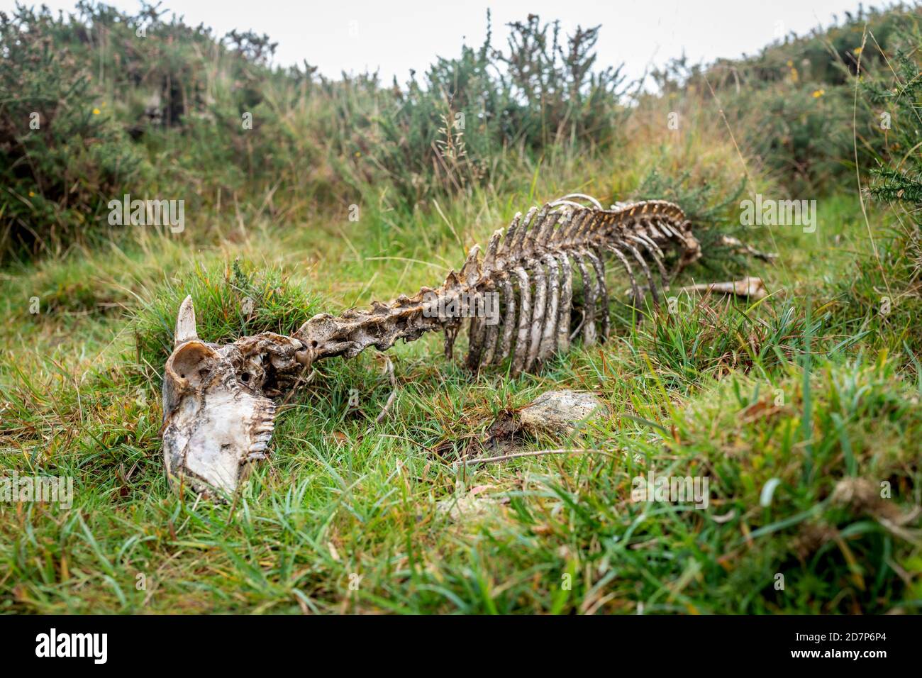 Cosdon Beacon on Dartmoor in Devon Stock Photo Alamy