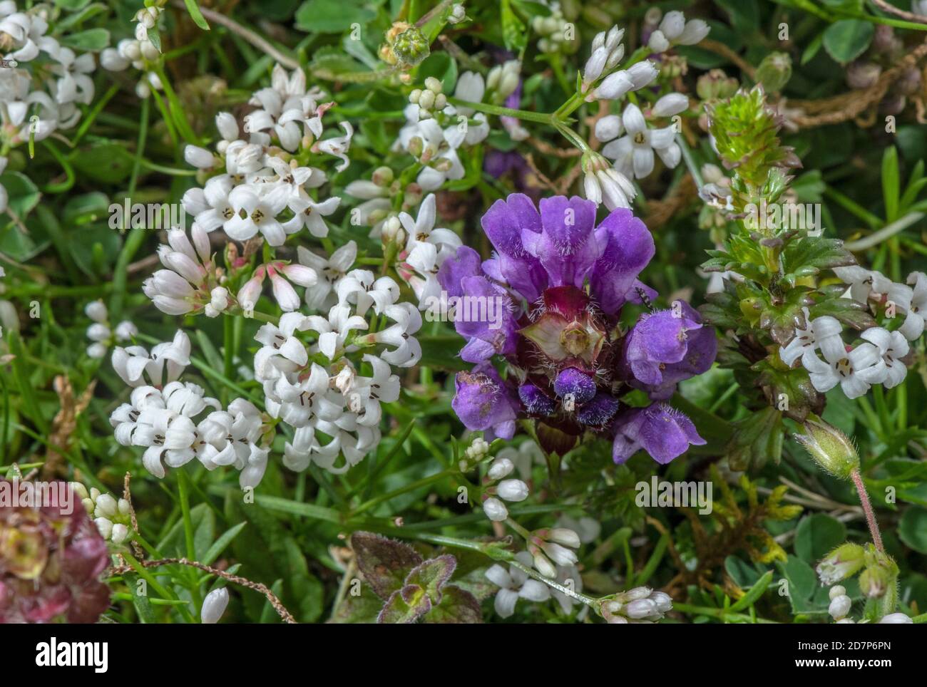 Squinancywort, Asperula cynanchica, and Self-heal, Prunella vulgaris, in flower in chalk downland, Wiltshire. Stock Photo