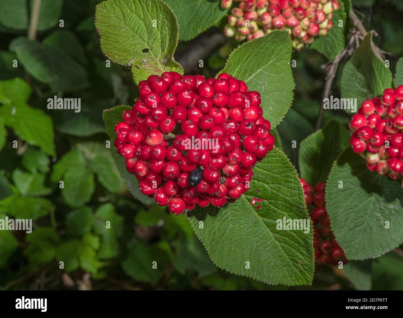 The ripe berries of Wayfaring tree, Viburnum lantana, in late summer, on chalk grassland Stock