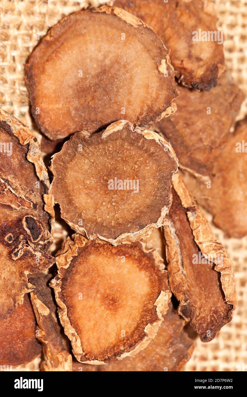 Devil's Claw (Harpagophytum procumbens), African medicinal plant