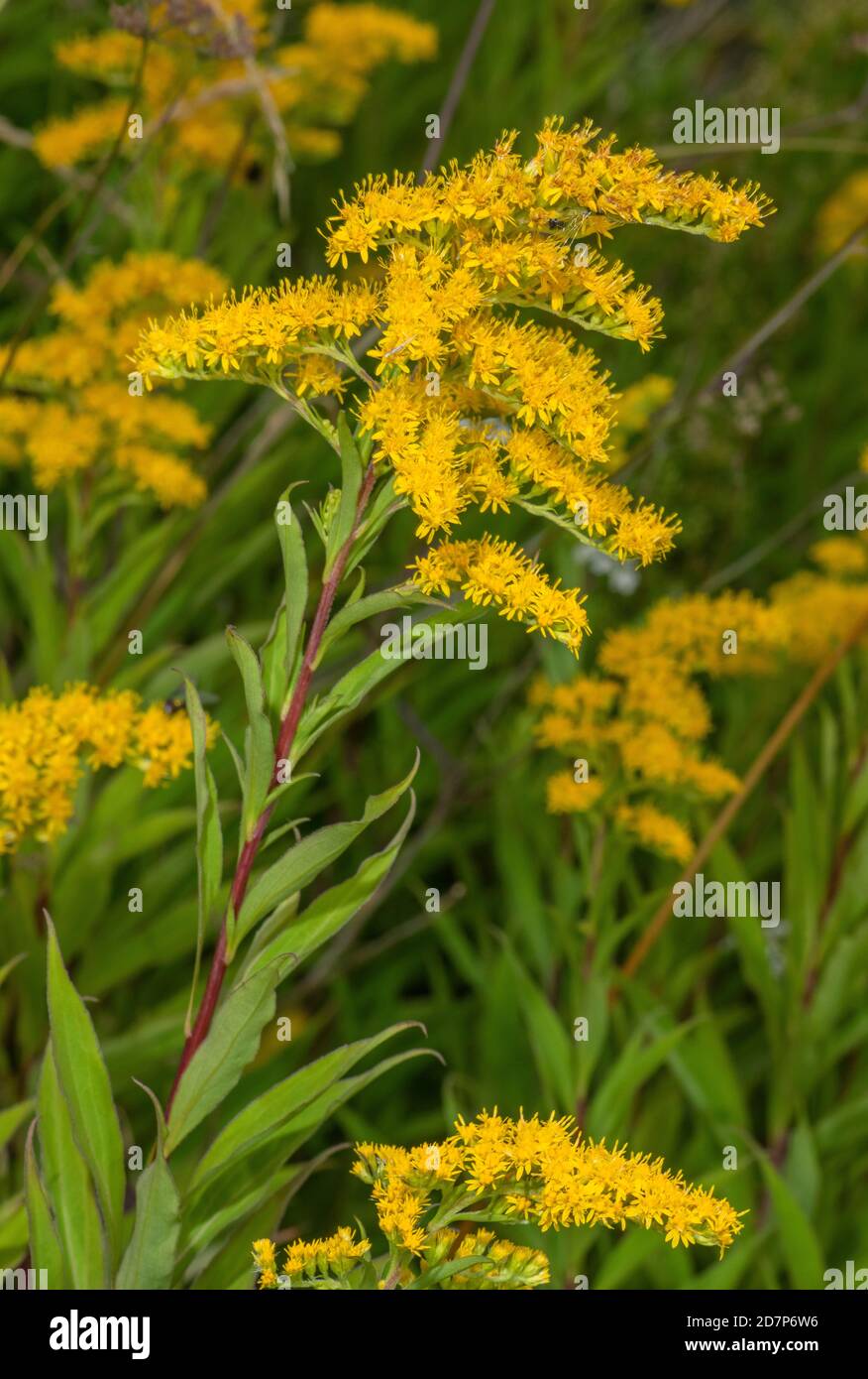 Early Goldenrod, Solidago gigantea, (variety with untoothed leaves) naturalised along roadside verge, Wilts. Stock Photo