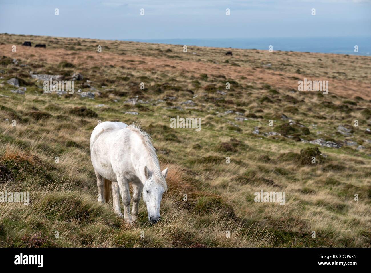 Cosdon Beacon on Dartmoor in Devon Stock Photo Alamy
