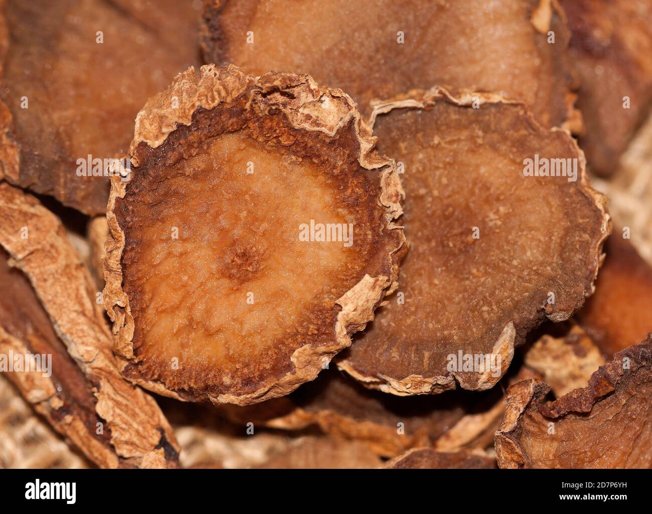 Devil's Claw (Harpagophytum procumbens), African medicinal plant, against osteoarthritis Stock Photo