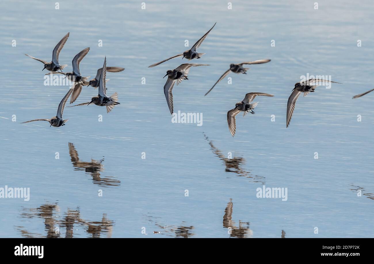 Flock of Dunlin, Calidris alpina, - in partial breeding plumage - coming in to land by The Fleet, Weymouth, Dorset. On southwards migration, late summ Stock Photo