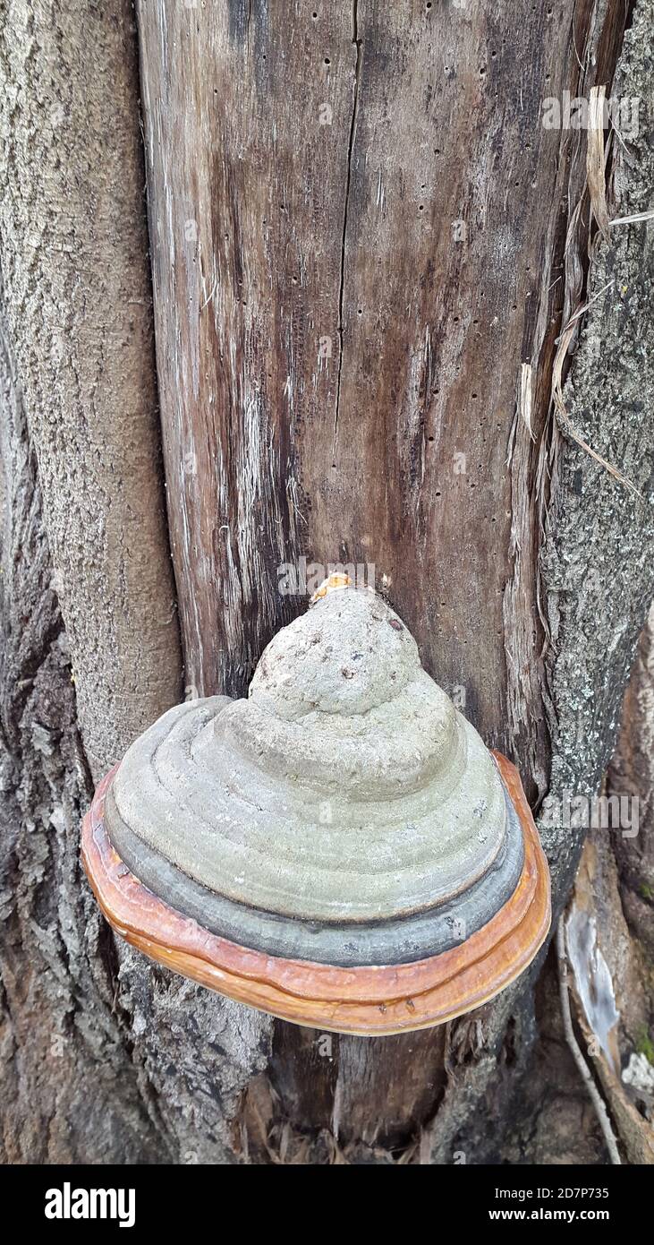 Parasitic fungus. Mushroom. Parasite mushroom on a tree trunk Stock